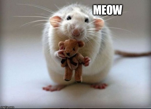 rat | MEOW | image tagged in rat | made w/ Imgflip meme maker