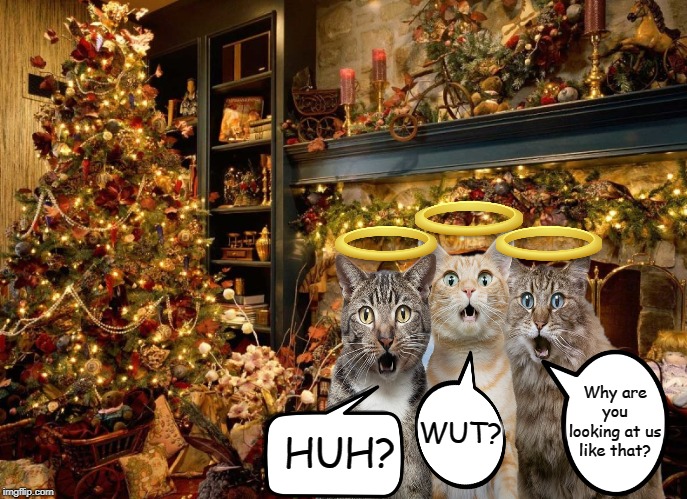 What could possibly happen? | Why are you looking at us like that? WUT? HUH? | image tagged in cats,christmas tree,memes | made w/ Imgflip meme maker