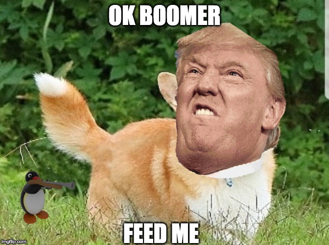 OK Boomer Corgi | OK BOOMER; FEED ME | image tagged in ok boomer corgi | made w/ Imgflip meme maker