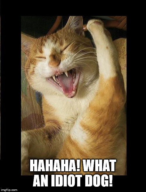 Laughing Cat | HAHAHA! WHAT AN IDIOT DOG! | image tagged in laughing cat | made w/ Imgflip meme maker