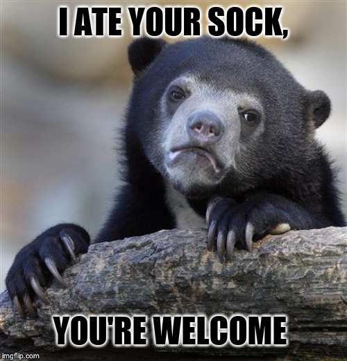 Confession Bear Meme | I ATE YOUR SOCK, YOU'RE WELCOME | image tagged in memes,confession bear | made w/ Imgflip meme maker