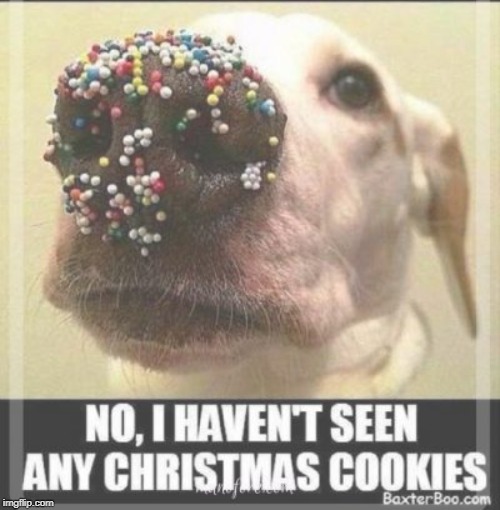 dog steals cookie | image tagged in dogs,cookies,cute dogs | made w/ Imgflip meme maker