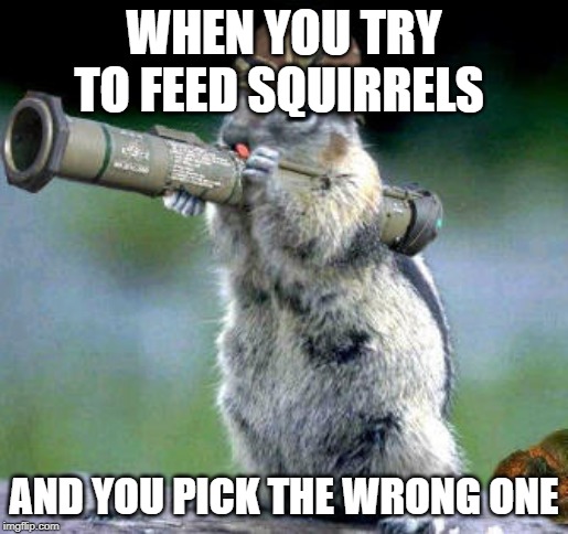 Bazooka Squirrel Meme | WHEN YOU TRY TO FEED SQUIRRELS; AND YOU PICK THE WRONG ONE | image tagged in memes,bazooka squirrel | made w/ Imgflip meme maker