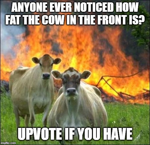 Evil Cows Meme | ANYONE EVER NOTICED HOW FAT THE COW IN THE FRONT IS? UPVOTE IF YOU HAVE | image tagged in memes,evil cows | made w/ Imgflip meme maker