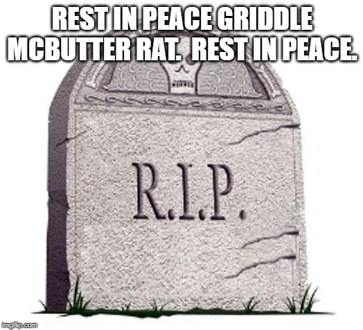 RIP | REST IN PEACE GRIDDLE MCBUTTER RAT.  REST IN PEACE. | image tagged in rip | made w/ Imgflip meme maker