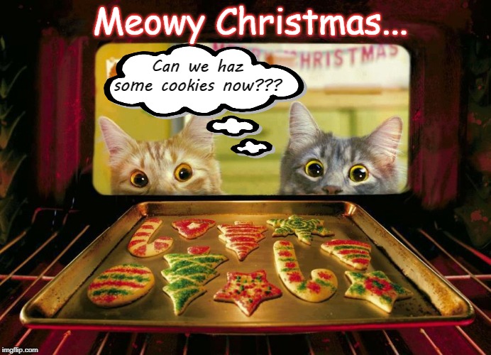 Meowy Christmas... | Meowy Christmas... Can we haz some cookies now??? | image tagged in cats,kittens,cookies,baking | made w/ Imgflip meme maker