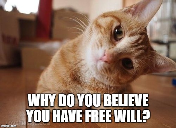 Curious Question Cat | WHY DO YOU BELIEVE YOU HAVE FREE WILL? | image tagged in curious question cat | made w/ Imgflip meme maker
