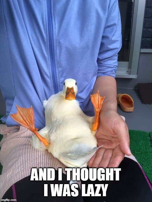 LAP DUCK | AND I THOUGHT I WAS LAZY | image tagged in lap duck | made w/ Imgflip meme maker