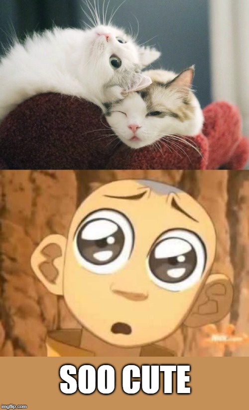 CUTE KITTIES | SOO CUTE | image tagged in cats,memes,avatar the last airbender,cute cat | made w/ Imgflip meme maker