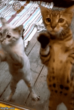 when phone freezes | OM WHAT DO I DO | image tagged in gifs,cats | made w/ Imgflip video-to-gif maker