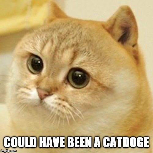 catdoge | COULD HAVE BEEN A CATDOGE | image tagged in catdoge | made w/ Imgflip meme maker