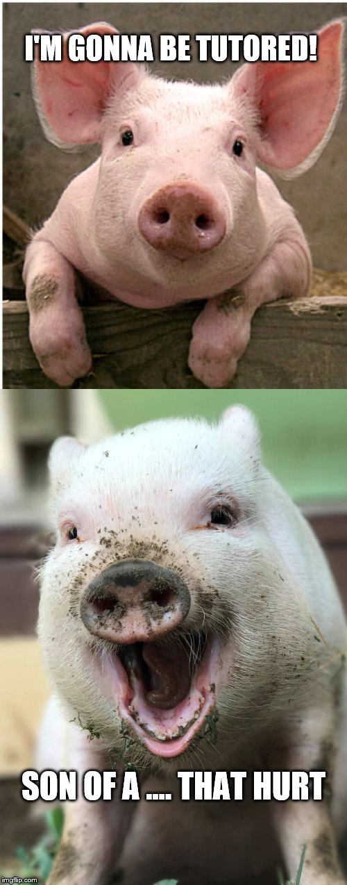 Piglets Sue in Germanyfor being neutered | I'M GONNA BE TUTORED! SON OF A …. THAT HURT | image tagged in piglets sue in germany,pigs | made w/ Imgflip meme maker