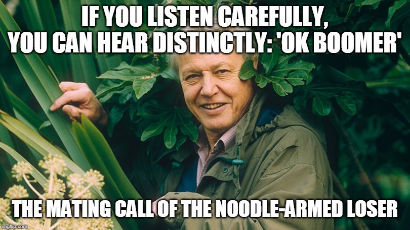 David Attenborough | IF YOU LISTEN CAREFULLY, YOU CAN HEAR DISTINCTLY: 'OK BOOMER'; THE MATING CALL OF THE NOODLE-ARMED LOSER | image tagged in david attenborough a life on earth,ok boomer,losers | made w/ Imgflip meme maker