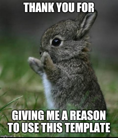 Cute Bunny | THANK YOU FOR GIVING ME A REASON TO USE THIS TEMPLATE | image tagged in cute bunny | made w/ Imgflip meme maker