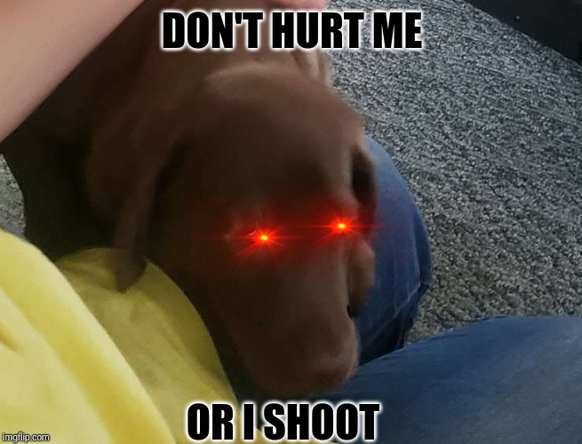 Happy Dog | DON'T HURT ME; OR I SHOOT | image tagged in happy dog | made w/ Imgflip meme maker