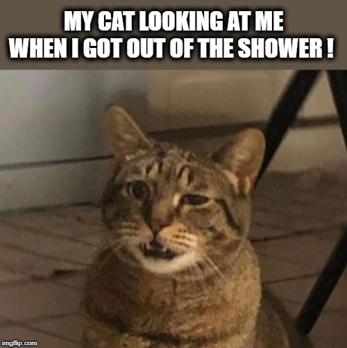 Unbelievable | MY CAT LOOKING AT ME
WHEN I GOT OUT OF THE SHOWER ! | image tagged in cat,funny,joke,meme,body,exercise | made w/ Imgflip meme maker