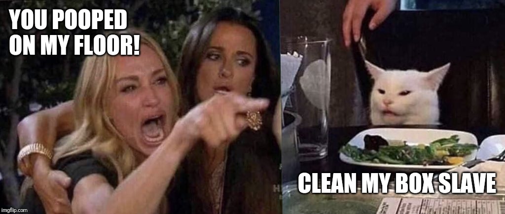woman yelling at cat | YOU POOPED
ON MY FLOOR! CLEAN MY BOX SLAVE | image tagged in woman yelling at cat | made w/ Imgflip meme maker