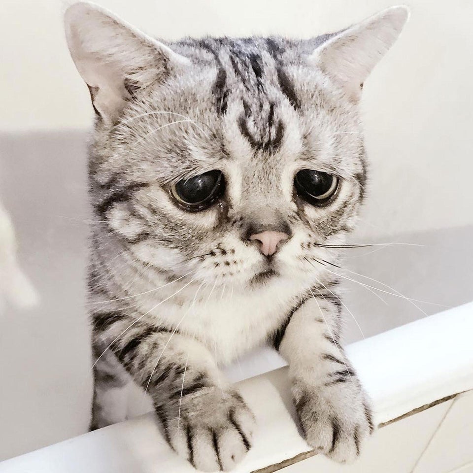 sad cat watching Blank Meme Template
