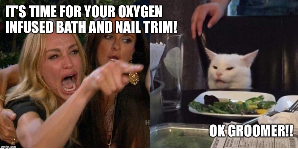 salad cat | IT’S TIME FOR YOUR OXYGEN INFUSED BATH AND NAIL TRIM! OK GROOMER!! | image tagged in salad cat | made w/ Imgflip meme maker