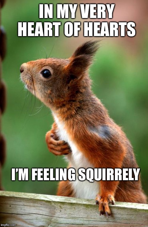 IN MY VERY HEART OF HEARTS; I’M FEELING SQUIRRELY | made w/ Imgflip meme maker