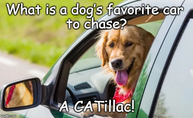 CATillac | What is a dog’s favorite car 
to chase? A CATillac! | image tagged in cats | made w/ Imgflip meme maker