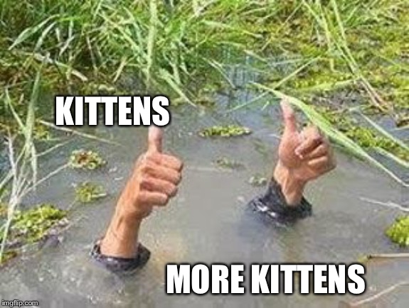 FLOODING THUMBS UP | KITTENS MORE KITTENS | image tagged in flooding thumbs up | made w/ Imgflip meme maker