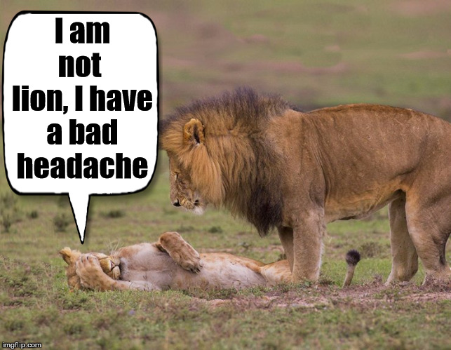 Not tonight honey | I am not 
lion, I have
 a bad 
headache | image tagged in headache,lion,lying,first world problems cat | made w/ Imgflip meme maker