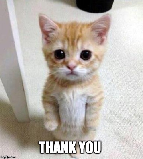 Cute Cat | THANK YOU | image tagged in cute cat | made w/ Imgflip meme maker