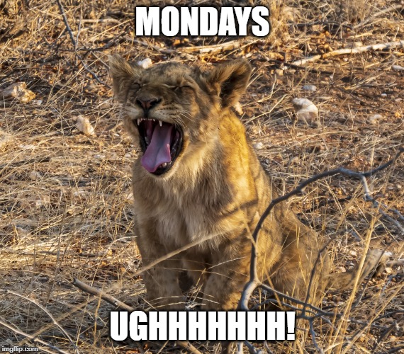 Rayd123 - Lion cub - Isilimela | MONDAYS; UGHHHHHHH! | image tagged in rayd123 - lion cub - isilimela | made w/ Imgflip meme maker