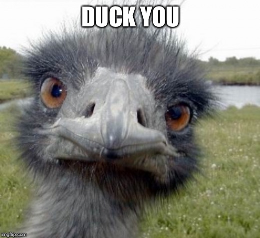 ostrich | DUCK YOU | image tagged in ostrich | made w/ Imgflip meme maker
