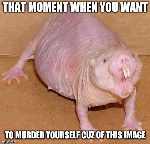 naked mole rat | THAT MOMENT WHEN YOU WANT; TO MURDER YOURSELF CUZ OF THIS IMAGE | image tagged in naked mole rat | made w/ Imgflip meme maker