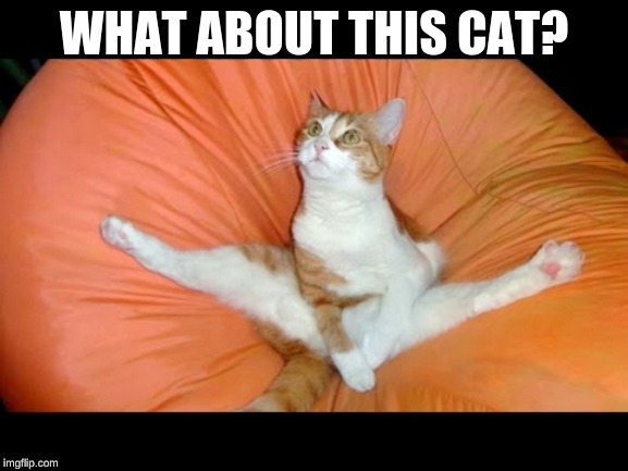 Cat Flexibility | WHAT ABOUT THIS CAT? | image tagged in cat flexibility | made w/ Imgflip meme maker