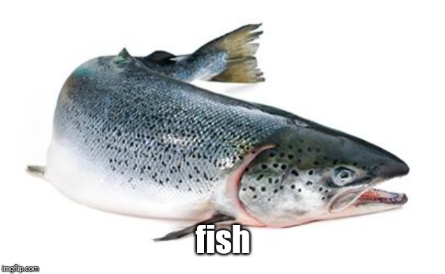 salmon | fish | image tagged in salmon | made w/ Imgflip meme maker