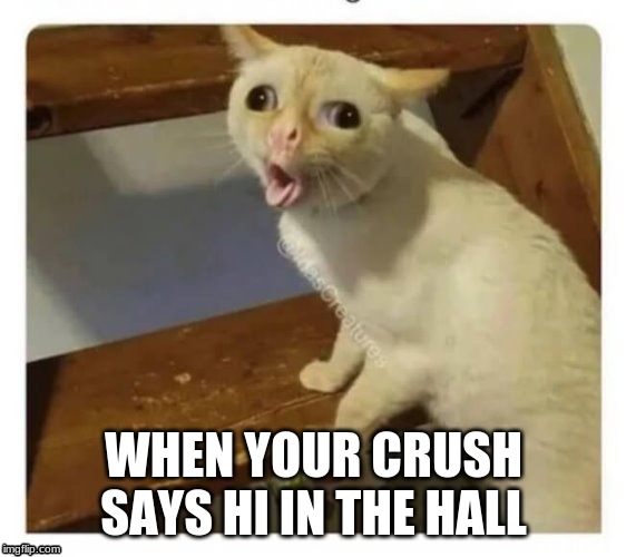 WHEN YOUR CRUSH SAYS HI IN THE HALL | image tagged in cats,funny cats | made w/ Imgflip meme maker