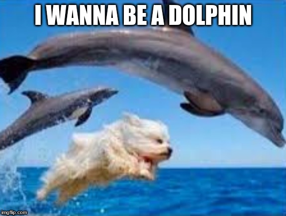 I WANNA BE A DOLPHIN | image tagged in dank,dolphins | made w/ Imgflip meme maker