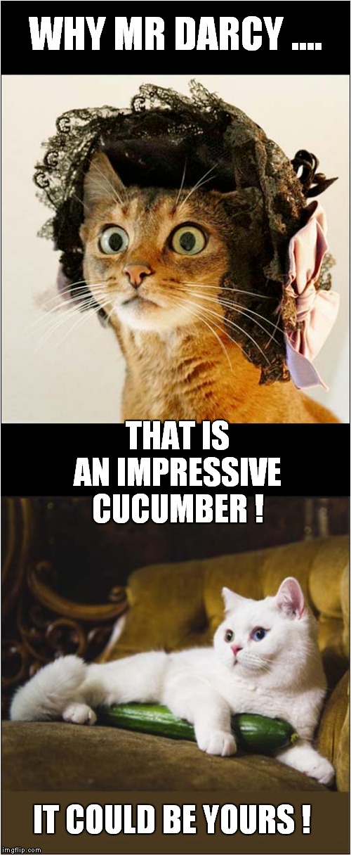 A Cats Desire for a Cucumber | WHY MR DARCY .... THAT IS AN IMPRESSIVE CUCUMBER ! IT COULD BE YOURS ! | image tagged in fun,cats,jane austen | made w/ Imgflip meme maker