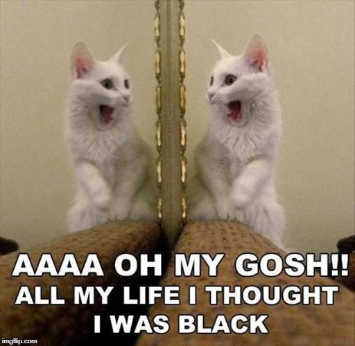 I thought I was black | image tagged in cat in mirror,surprised pikachu,cat humor | made w/ Imgflip meme maker