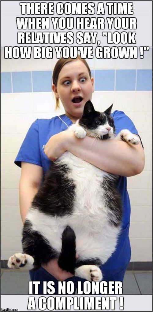 That's A Fat Cat ! | THERE COMES A TIME WHEN YOU HEAR YOUR RELATIVES SAY, "LOOK HOW BIG YOU'VE GROWN !"; IT IS NO LONGER A COMPLIMENT ! | image tagged in fun,fat cat | made w/ Imgflip meme maker