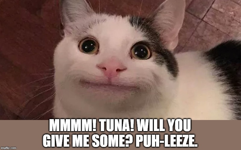 tuna? I want some | MMMM! TUNA! WILL YOU GIVE ME SOME? PUH-LEEZE. | image tagged in tuna,begging cat,cat humor | made w/ Imgflip meme maker