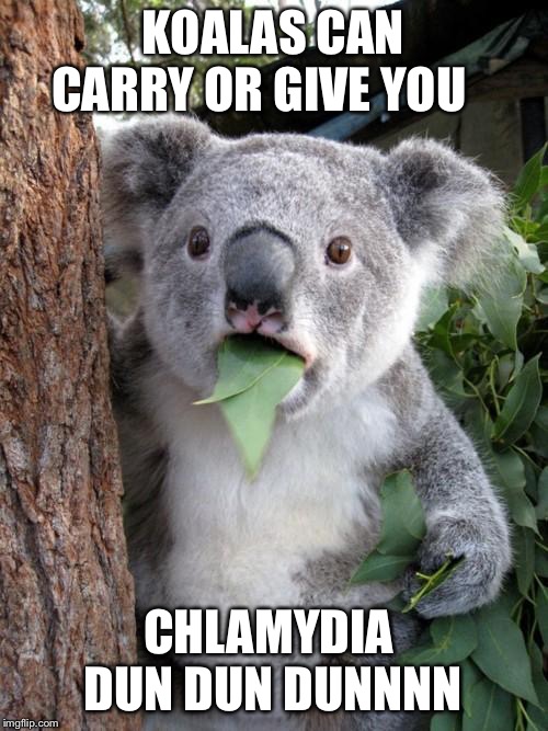 Surprised Koala | KOALAS CAN CARRY OR GIVE YOU; CHLAMYDIA 
DUN DUN DUNNNN | image tagged in memes,surprised koala | made w/ Imgflip meme maker