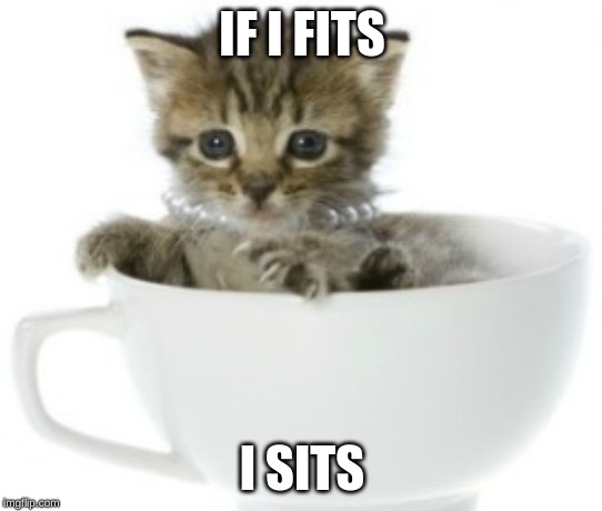 Tea cup cat | IF I FITS; I SITS | image tagged in tea cup cat | made w/ Imgflip meme maker