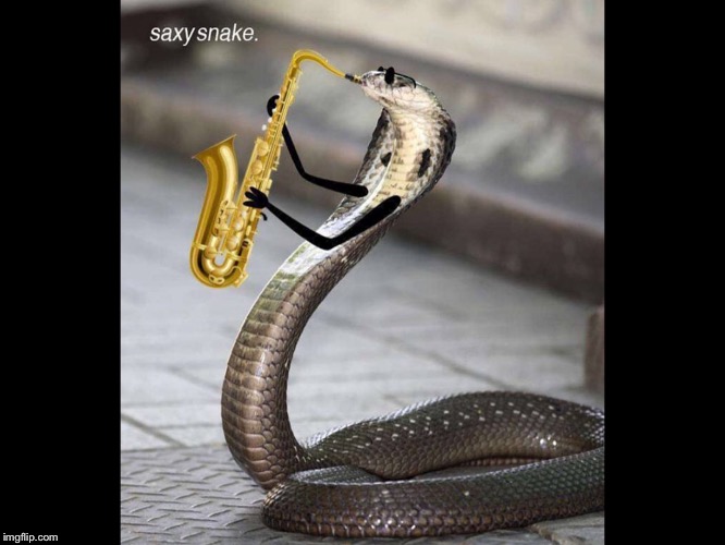 Saxy Snake | image tagged in snake,saxophone | made w/ Imgflip meme maker