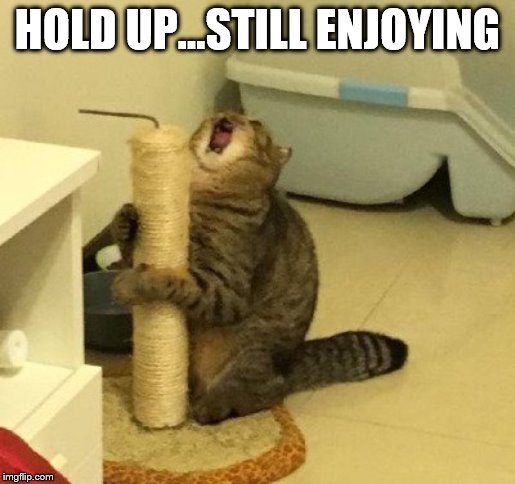 enjoying too much cat | HOLD UP...STILL ENJOYING | image tagged in enjoying too much cat | made w/ Imgflip meme maker