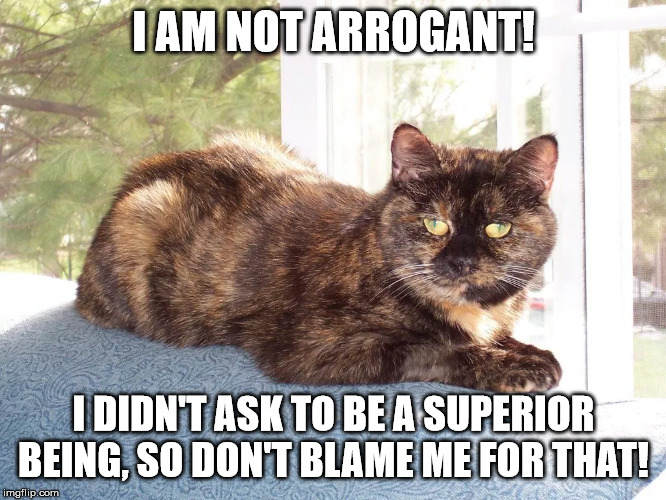 Cat | I AM NOT ARROGANT! I DIDN'T ASK TO BE A SUPERIOR BEING, SO DON'T BLAME ME FOR THAT! | image tagged in cat | made w/ Imgflip meme maker