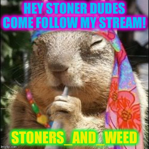 stoned squirell | HEY STONER DUDES COME FOLLOW MY STREAM! STONERS_AND_WEED | image tagged in stoned squirell | made w/ Imgflip meme maker