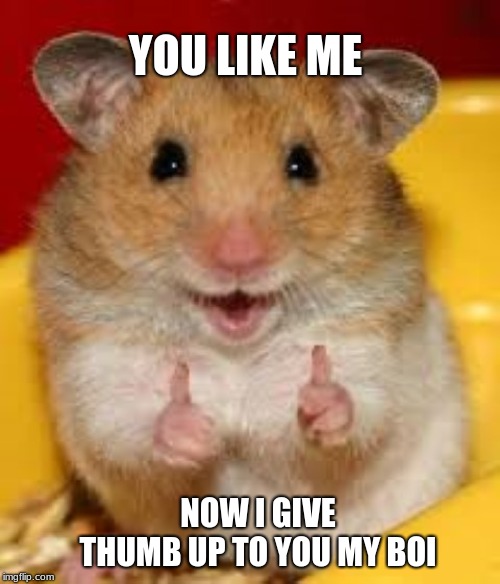 Thumbs up hamster  | YOU LIKE ME; NOW I GIVE THUMB UP TO YOU MY BOI | image tagged in thumbs up hamster | made w/ Imgflip meme maker