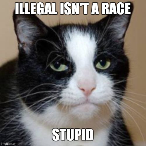 Too much cat | ILLEGAL ISN'T A RACE STUPID | image tagged in too much cat | made w/ Imgflip meme maker