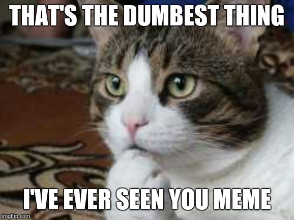 Ponder cat | THAT'S THE DUMBEST THING I'VE EVER SEEN YOU MEME | image tagged in ponder cat | made w/ Imgflip meme maker