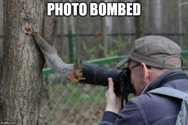 Jehovas Witness Squirrel |  PHOTO BOMBED | image tagged in memes,jehovas witness squirrel | made w/ Imgflip meme maker