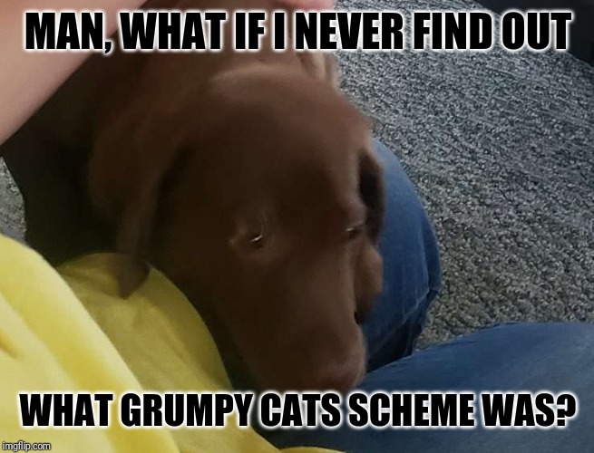 Happy Dog | MAN, WHAT IF I NEVER FIND OUT; WHAT GRUMPY CATS SCHEME WAS? | image tagged in happy dog | made w/ Imgflip meme maker